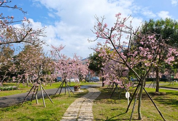 ▲▼台中中科后里崴立櫻花公園,崴立機電櫻花步道。（圖／NINI AND BLUE 玩樂食記提供）