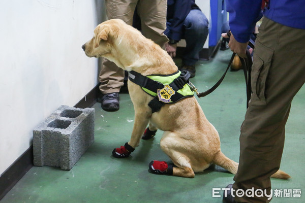 ▲▼憲兵軍犬隊媒體邀訪。（圖／記者周宸亘攝）