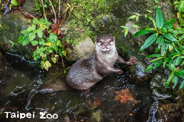 ▲動物界最佳情人。（圖／台北市立動物園提供）