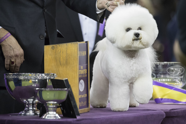 ▲白色比熊犬「佛林」贏得全美最佳狗狗殊榮。（圖／達志影像／美聯社）