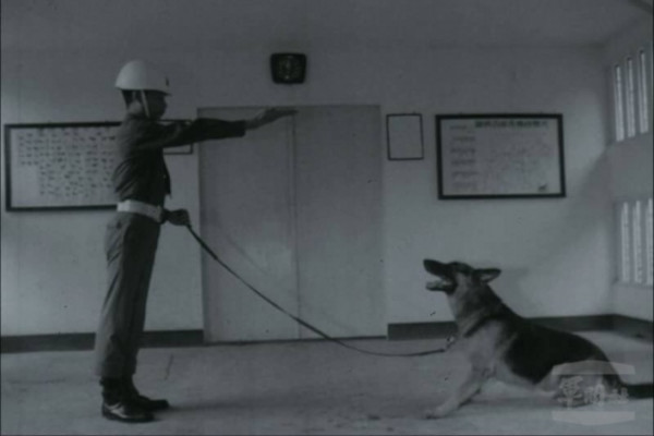 早期軍犬訓練歷史畫面。（圖／軍聞社資料畫面）