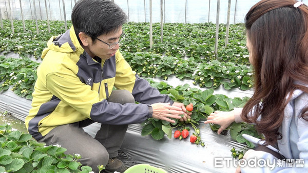 ▲主播過年好好玩 走春採莓兼踏青。（圖／記者謝婷婷攝）過年,走春,採草莓