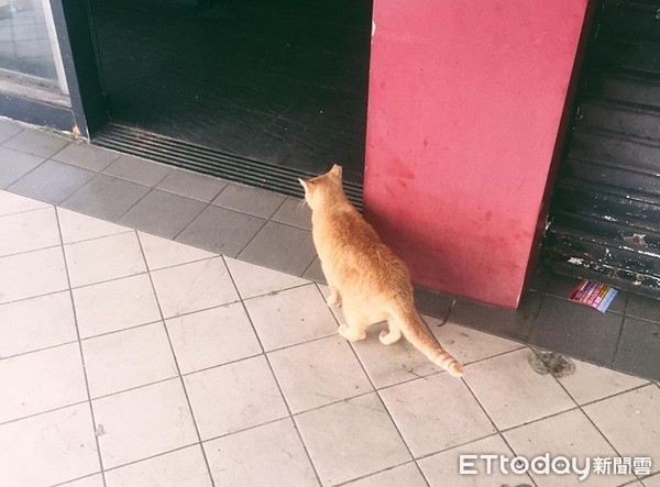 ▲每天餵牠的火鍋店關了...橘貓門口探頭等　落寞背影惹鼻酸（圖／網友蔡南昇提供）