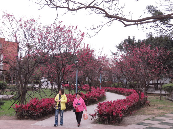 ▲▼▲▼新北推薦10大賞花公園-金山中山溫泉公園。（圖／新北市政府提供）