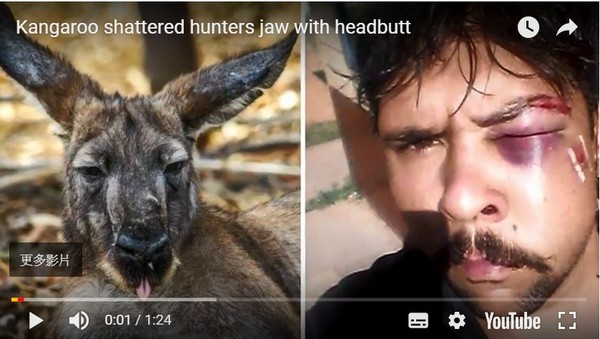 ▲▼袋鼠的逆襲，海登狩獵反被打爆鼻青臉腫。（圖／翻攝自YouTube）