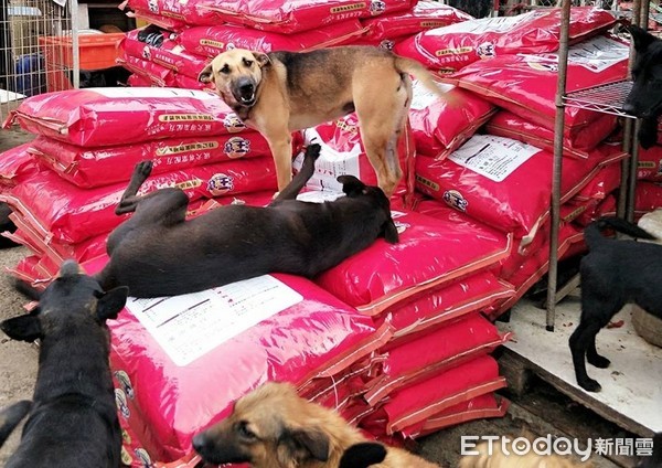 飼料山寄到狗園啦！「土匪們」開心打滾　過年能吃飽飽了～（圖／愛媽RuRu Lu授權提供）