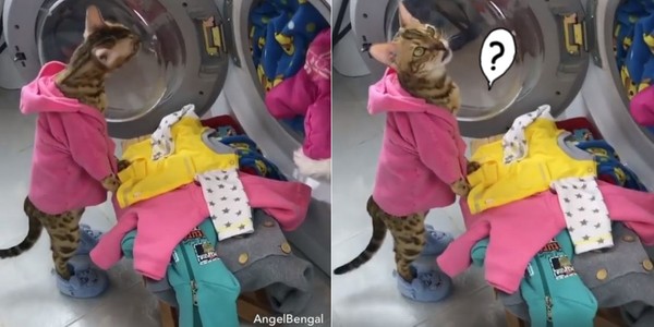 衣服多到滿出來！豹貓站在洗衣機前發呆　朕也要進去洗洗嗎？（圖／翻攝自MetDaan粉專）