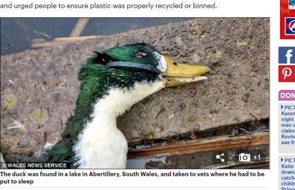 ▲▼ 英國一隻鴨子頭部被塑膠環環繞，且深深卡進牠的嘴巴。（圖／翻攝自每日郵報）