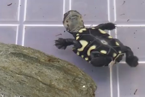 澳洲短頸龜學游泳。（圖／翻攝自Adelaide Zoo）