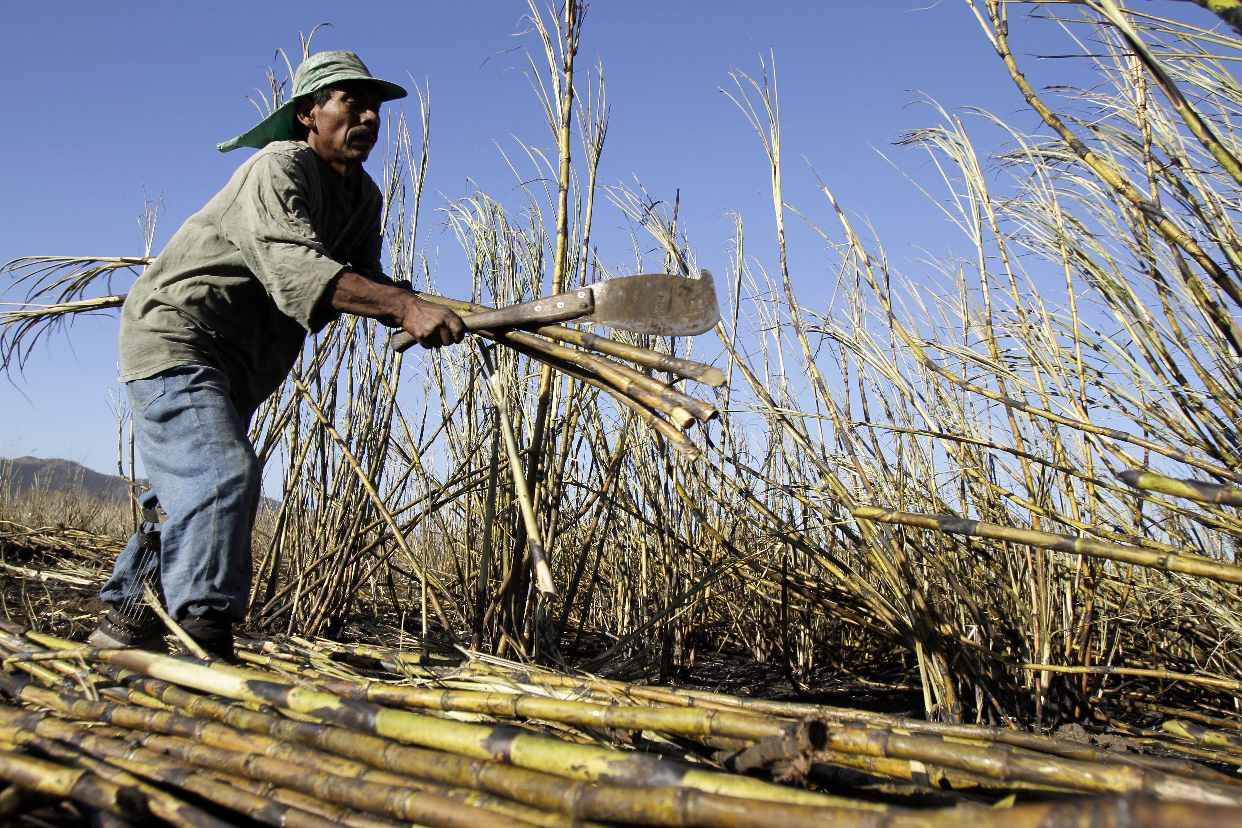▲▼ 薩爾瓦多的蔗糖農業。（圖／達志影像／美聯社）
