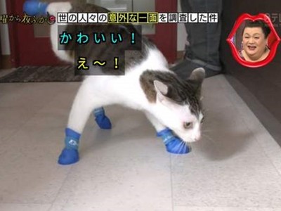 逼貓穿襪笑看「大字形走路」　日節目挨轟：這是虐待不是可愛！