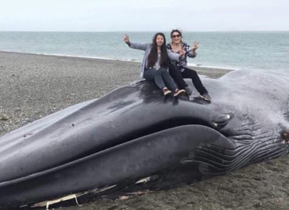 ▲智利南部城市蓬塔阿雷納斯（Punta Arenas）海灘擱淺藍鯨被當地民眾糟蹋。（圖／翻攝自@rodrigo_sm Twitter）
