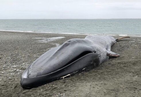 ▲智利南部城市蓬塔阿雷納斯（Punta Arenas）海灘擱淺藍鯨被當地民眾糟蹋。（圖／翻攝自@rodrigo_sm Twitter）