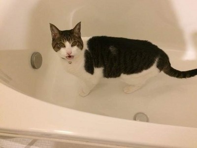 為什麼貓咪愛跑浴室喝水？NHK節目解開貓奴多年疑惑！