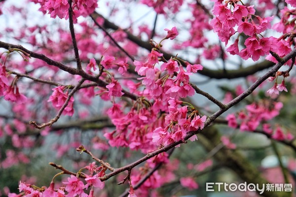 ▲陽明山花季。（圖／記者于佳云攝）