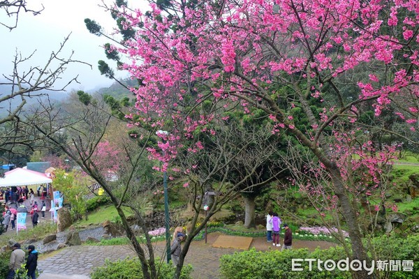 ▲陽明山花季。（圖／記者于佳云攝）