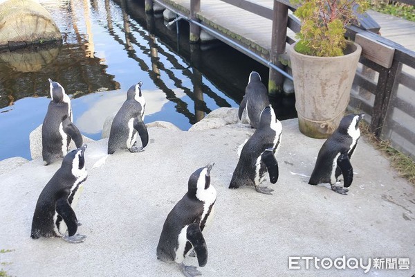 ▲▼神戶動物王國。（圖／記者蔡玟君攝）