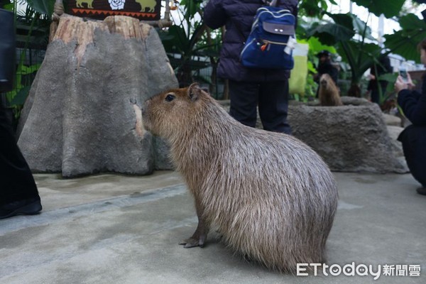 ▲▼神戶動物王國。（圖／記者蔡玟君攝）