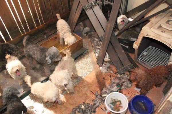▲13隻小狗被飼養在屯門工廈單位內，環境惡劣 。（圖／取自香港愛動物協會官網）