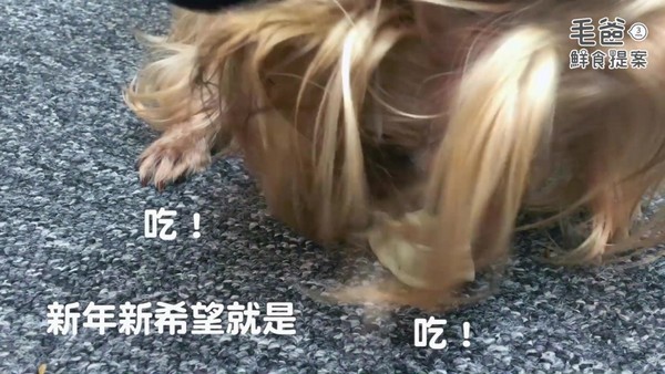 【毛爸鮮食提案】年節必備吉祥佳餚－財源滾滾蒸元寶（圖／毛起來 MaoUp）