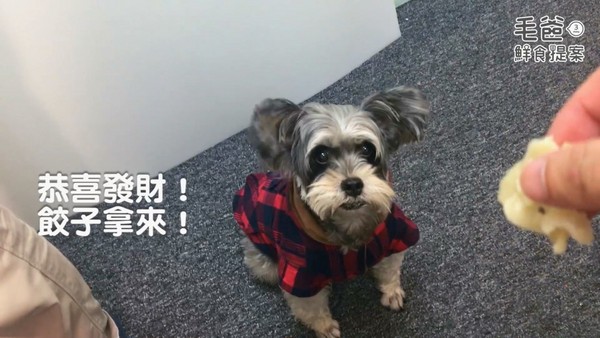 【毛爸鮮食提案】年節必備吉祥佳餚－財源滾滾蒸元寶（圖／毛起來 MaoUp）