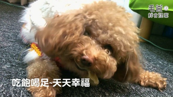 【毛爸鮮食提案】年節必備吉祥佳餚－財源滾滾蒸元寶（圖／毛起來 MaoUp）