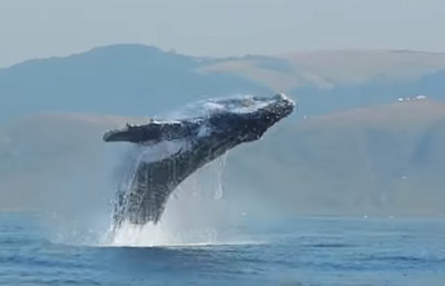 海底高速公路！鯨魚靠「火山群」當路標　沿路聚集覓食玩耍