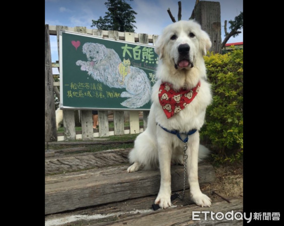 ▲聽到洗澡就哭哭　大白熊咬球賄絡媽：最珍藏的送給你嘛～（圖／由臉書粉專「九Dog毛Day」授權提供）