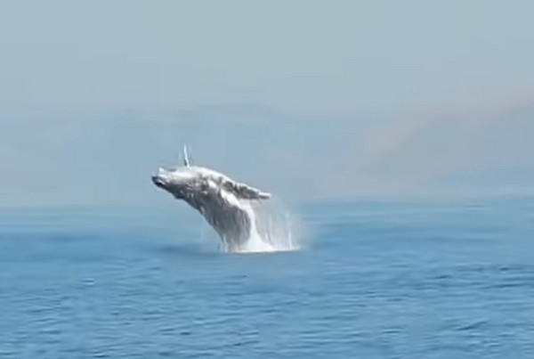 ▲▼40噸座頭鯨躍出水面。（圖／翻攝自Craig Capehart Youtube）