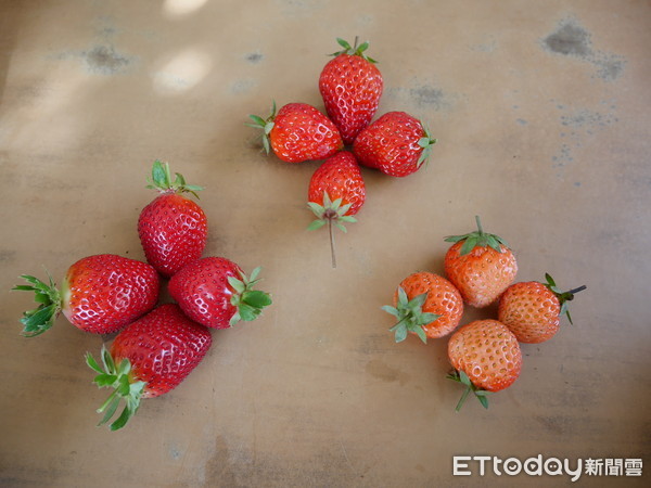 ▲大湖草莓,草莓。（圖／記者彭懷玉攝）