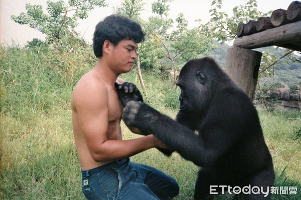 保育員談金剛猩猩寶寶。（圖／台北市立動物園提供）