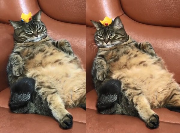 ▲胖貓「芒果」。（圖／翻攝自影片／Instagram／bo_mang_co）