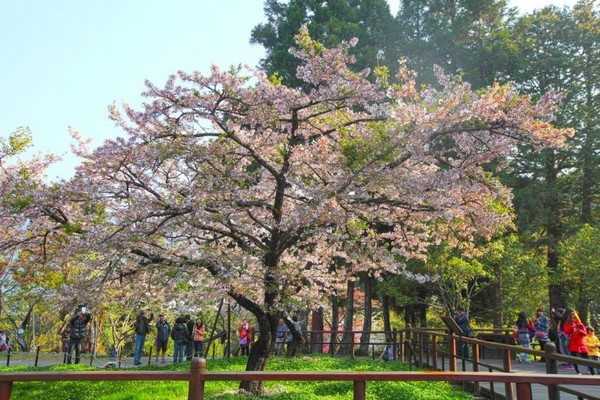 ▲阿里山櫻花季賞櫻路線。（圖／Tripbaa提供）