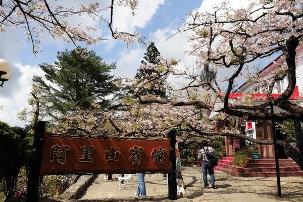 ▲阿里山櫻花季賞櫻路線。（圖／Tripbaa提供）