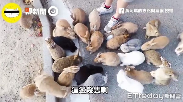 ▲隨便摸都是兔子！手握飼料秒被「療癒淹沒」，日本毒氣島變兔島。（圖／翻攝自「黃阿瑪的志銘與狸貓」YouTube）