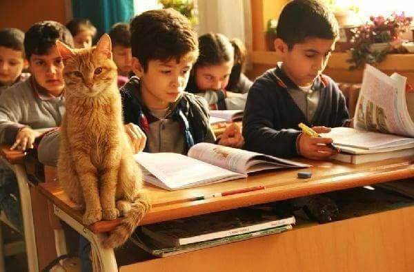 土耳其貓助教唐比。（圖／翻攝自Özlem Pınar Ivaşcu）