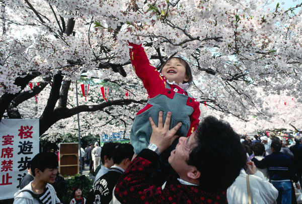 ▲上野公園賞花的旅客。（圖／維基百科）