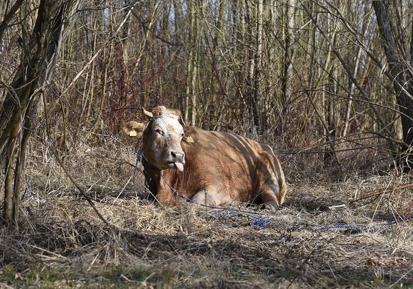 ▲利木鑽牛（Limousin）。（圖／達志影像／美聯社）