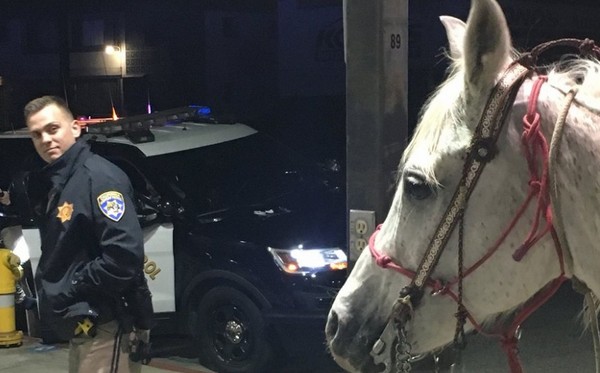 騎白馬在高速公路上飆車　白目男「酒駕」被逮捕。（圖／翻攝自CHP Santa Fe Springs的推特）