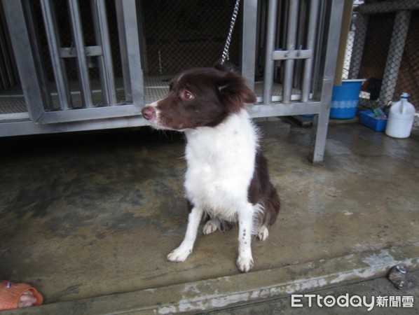 警犬隊認養犬隻，培訓後前往校正署執勤（圖／新北市動保處提供）