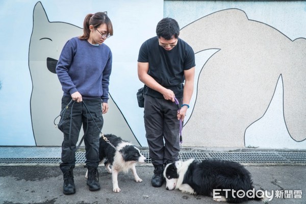 警犬隊認養犬隻，培訓後前往校正署執勤（圖／新北市動保處提供）