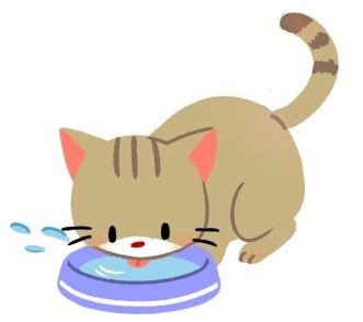 【喵喵康健】想要貓主子萬萬歲？3招預防腎臟病！（圖／毛起來 MaoUp）