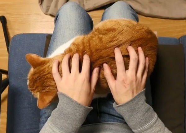 ▲橘貓變成貓咪鋼琴。（圖／翻攝自影片／Instagram／moshinuko）
