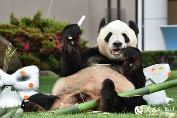 ▲▼成都旅日大熊貓「永明」榮獲日本動物大獎最高獎。（圖／翻攝自人民網）