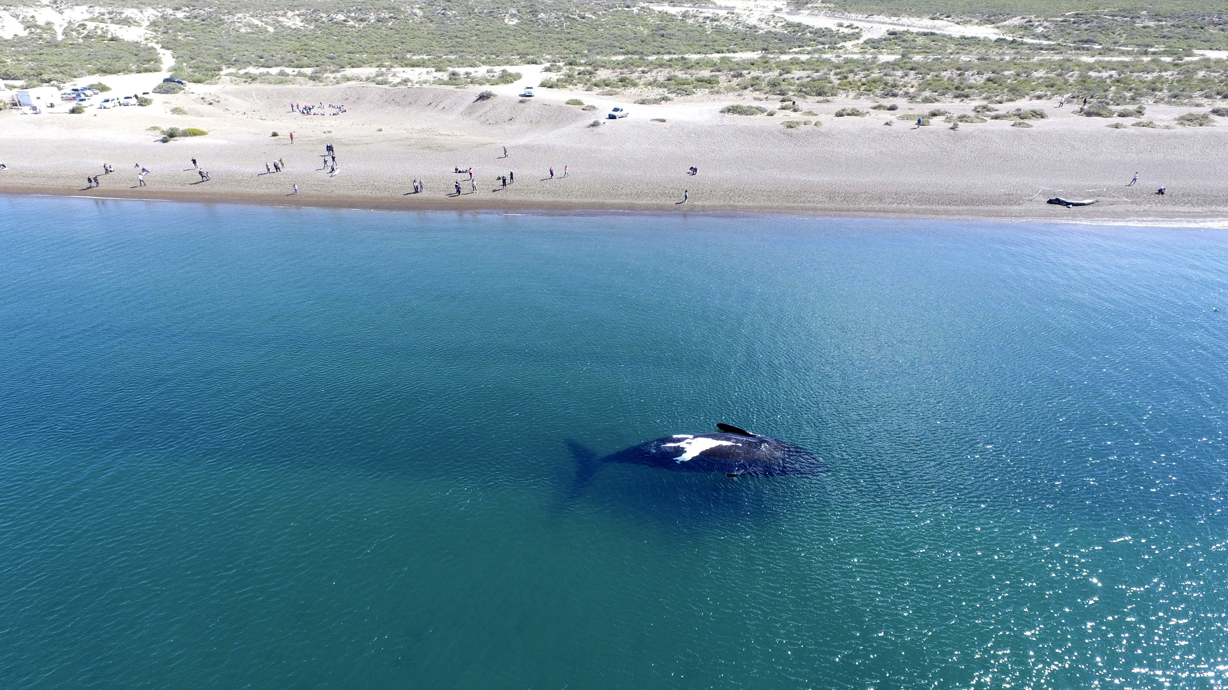 ▲瀕臨絕種的北大西洋露脊鯨今年新生幼鯨破7隻。（圖／達志影像／美聯社）