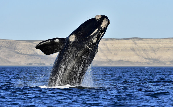 ▲▼ RIGHT WHALES。（圖／達志影像／美聯社）