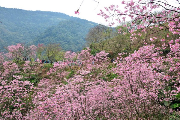 ▲三峽熊空櫻花林。（圖／網友黃鵬賀提供）