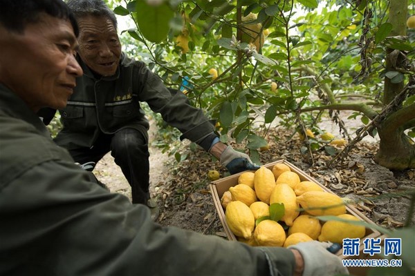 ▲▼浙江省仙居縣台灣農民創業園，工作人員在收穫台灣引進的檸檬             。（圖／翻攝自中新網）