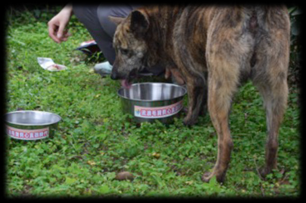 ▲亂餵浪浪惹怒住戶！有愛社區推乾淨餵食　巡邏犬有專屬工作證。（圖／新北市動保處提供）