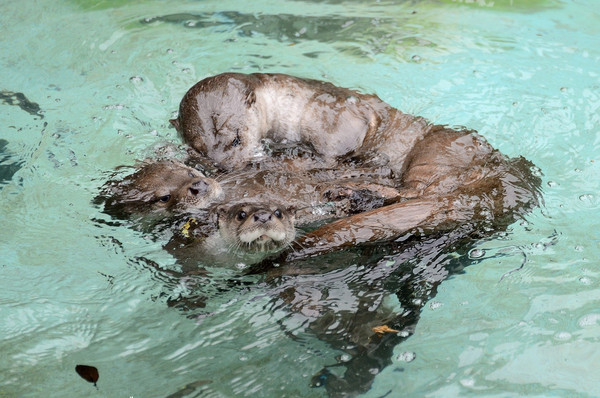 歐亞水獺剩不到百隻。（圖／授權於臺北市立動物園） 